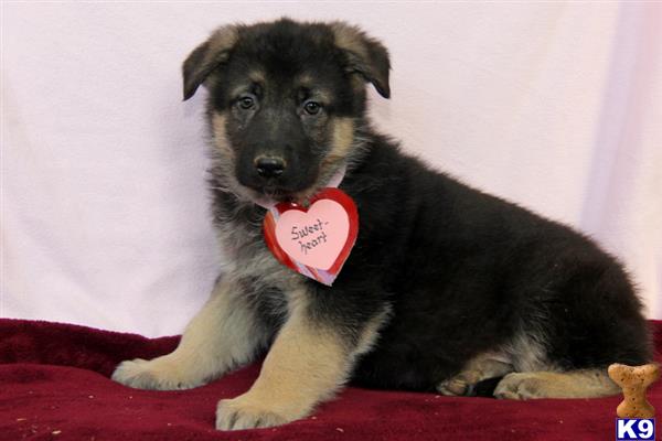 mypups4ever Picture 2